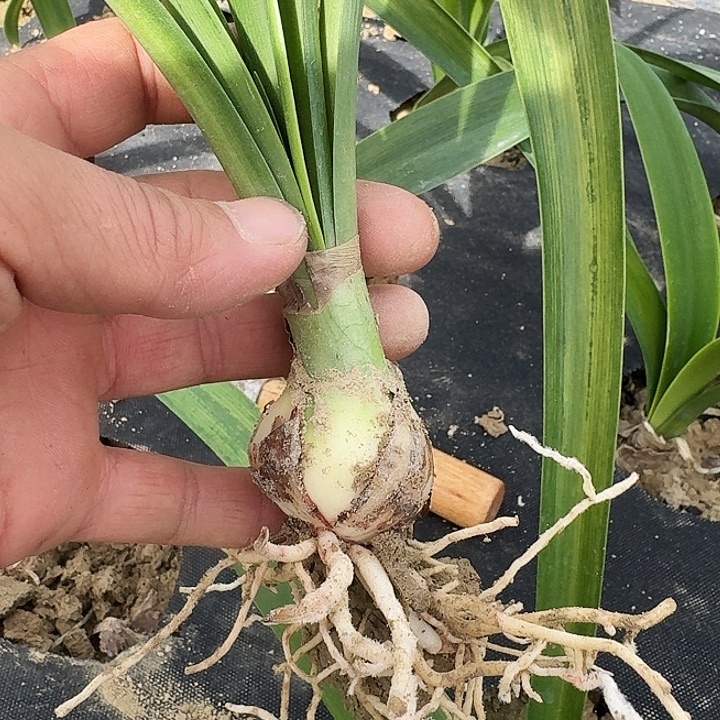 双色草莓朱顶红一棵3.6