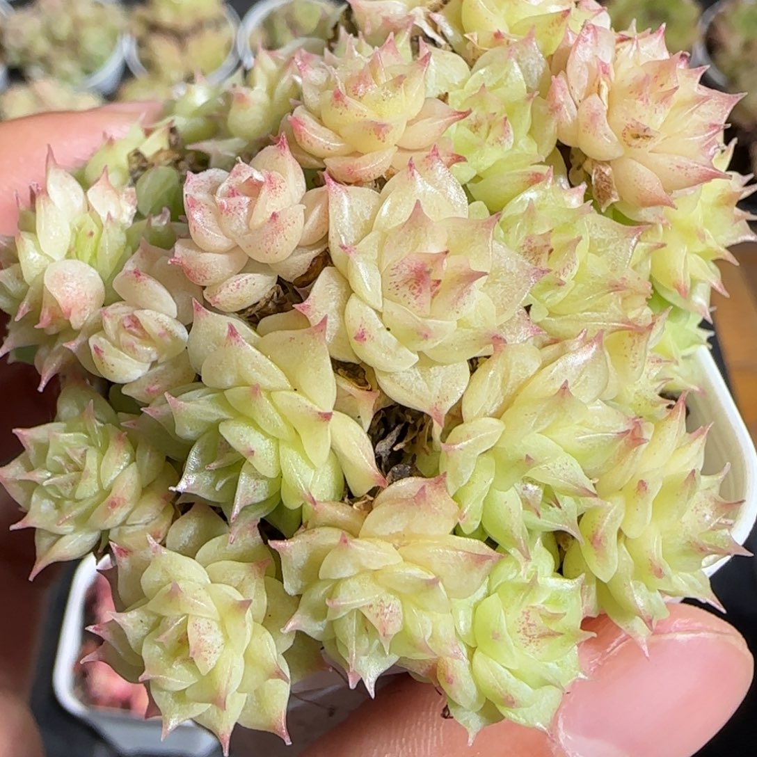 1110-----556麦秆群