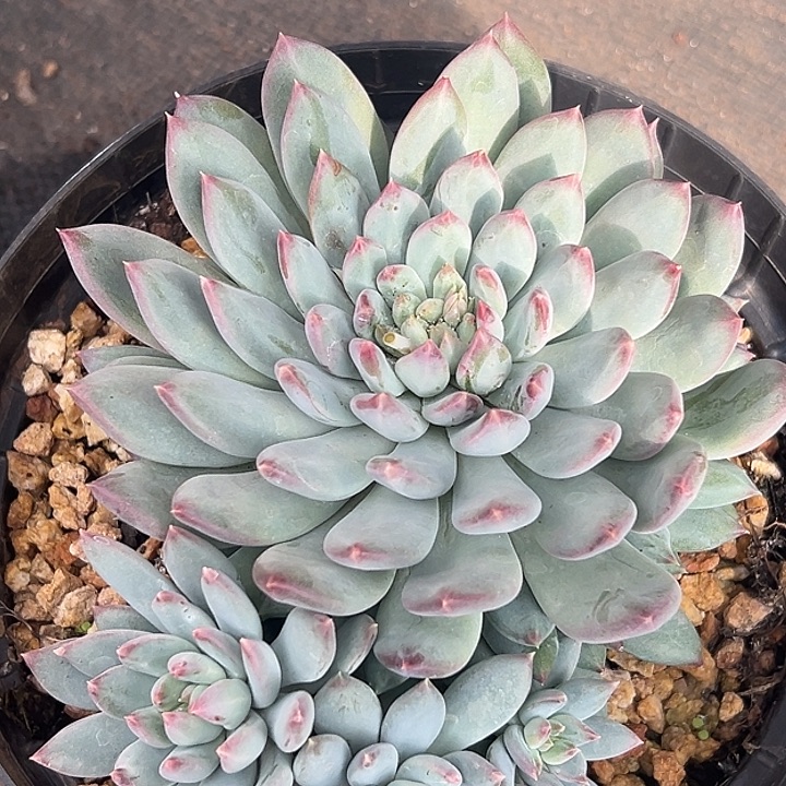 美人大群特价一物一拍