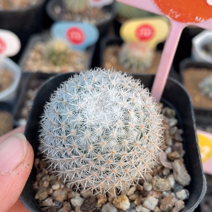 实生敷导27360000000