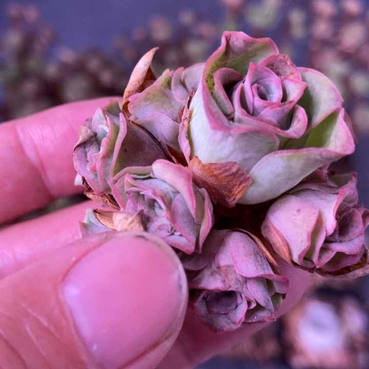 手捧花玫瑰新手福利