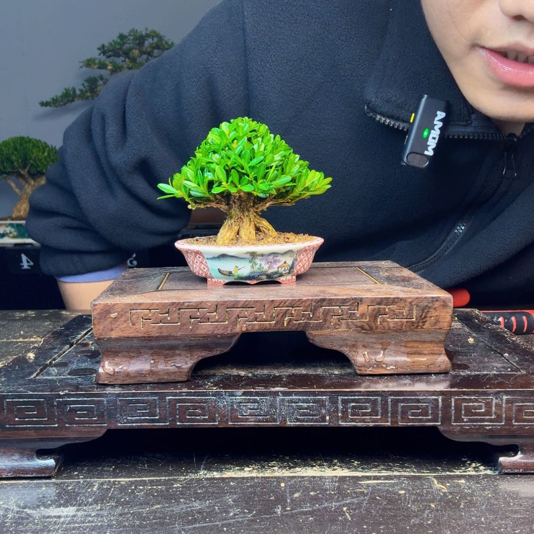 宇***'无花朵黄杨盆景一物一拍