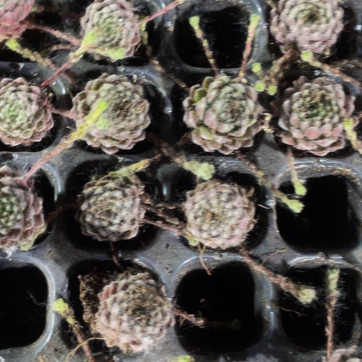 小优雅一元一颗.