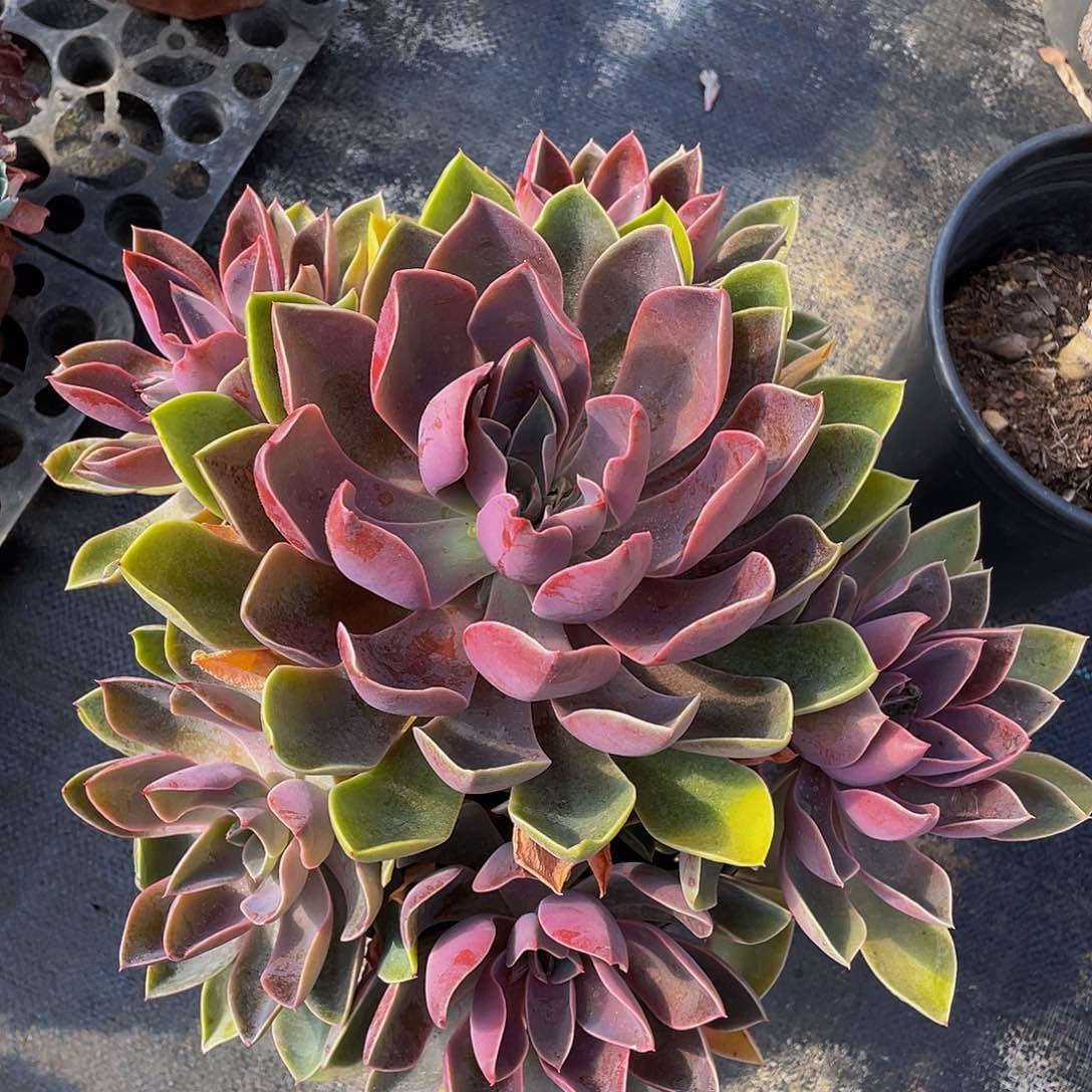 琼斯多肉植物群2131