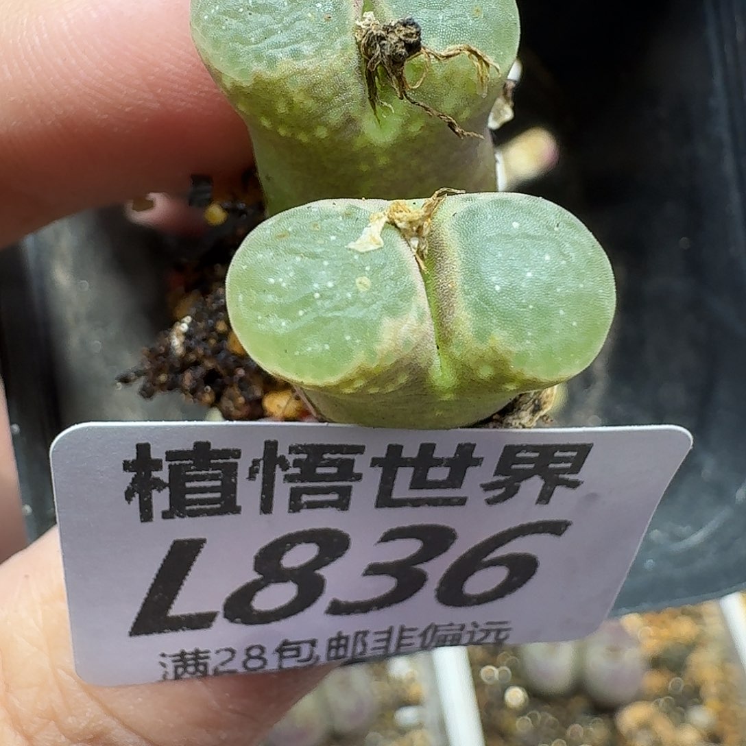 多肉植物的润泽ghbn