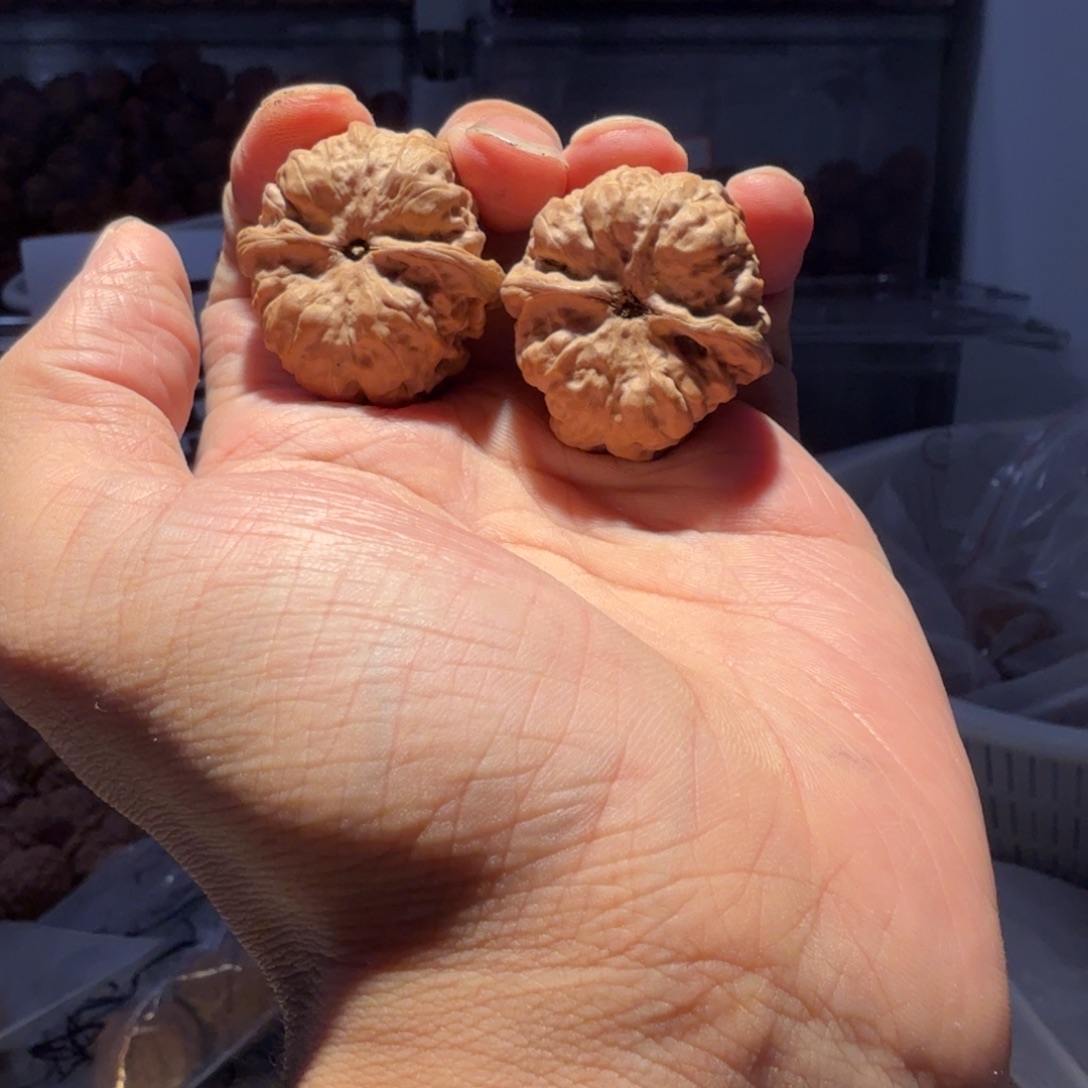 邪***力核桃手串/手链蛤蟆