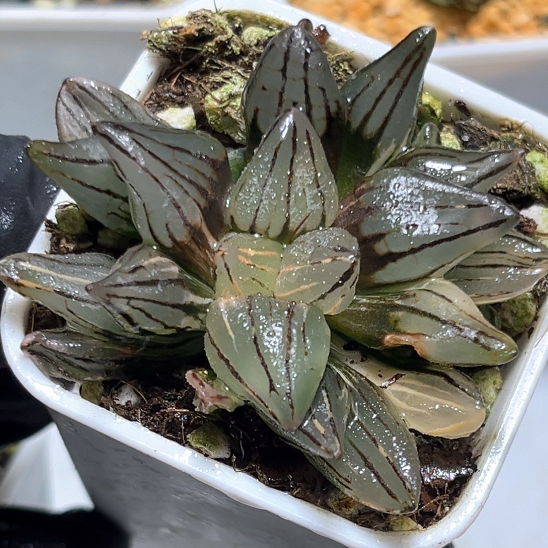 恭喜发财大吉大利3789