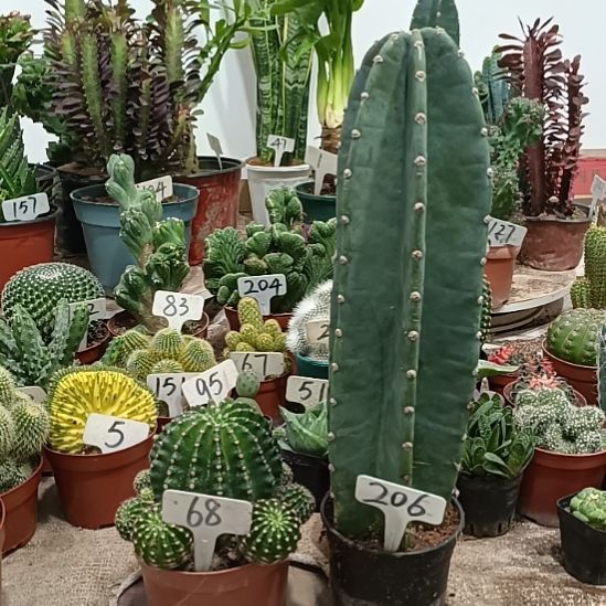 当前无花朵，栽培后可花朵量天尺 浓桃筋  50元