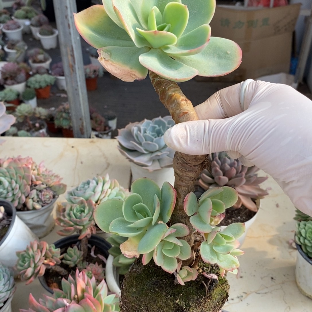 625奇兵碧桃杂一物一拍