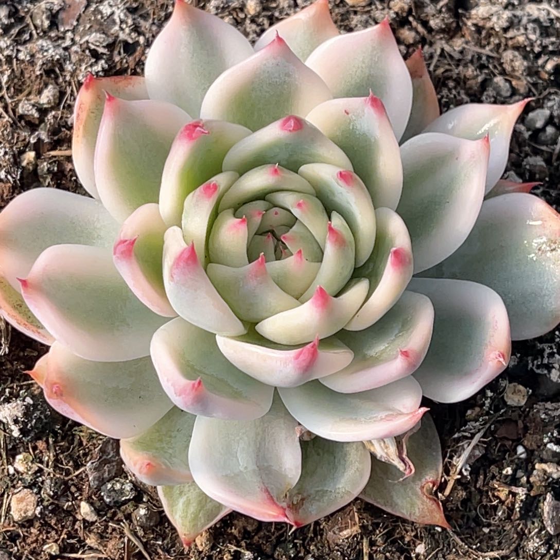 多肉特价吉娃娃锦6825