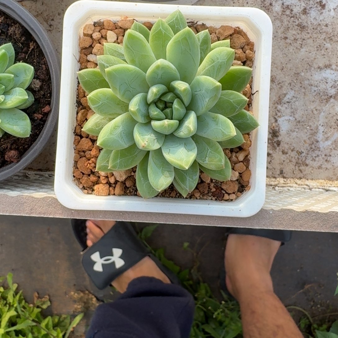 水晶萝莉 单头 一物一拍