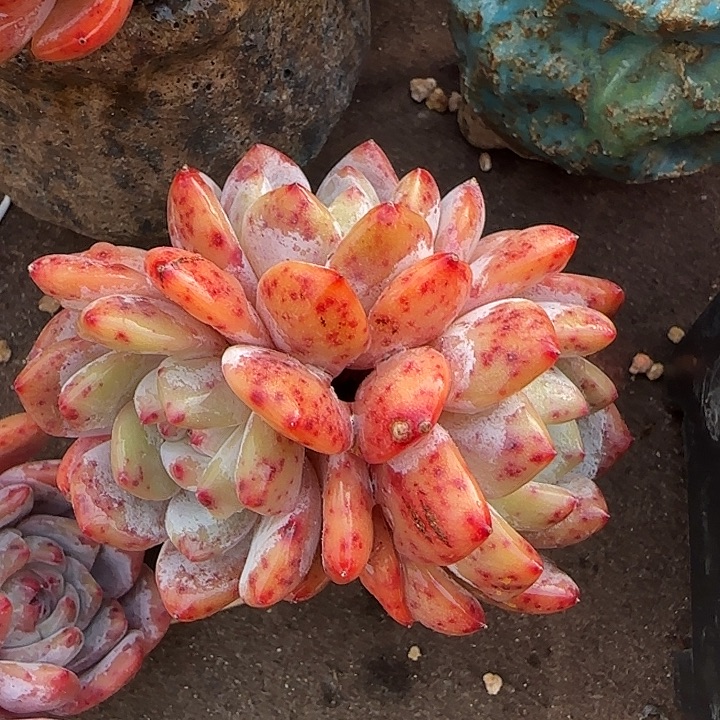 红血橙带盆包邮………………