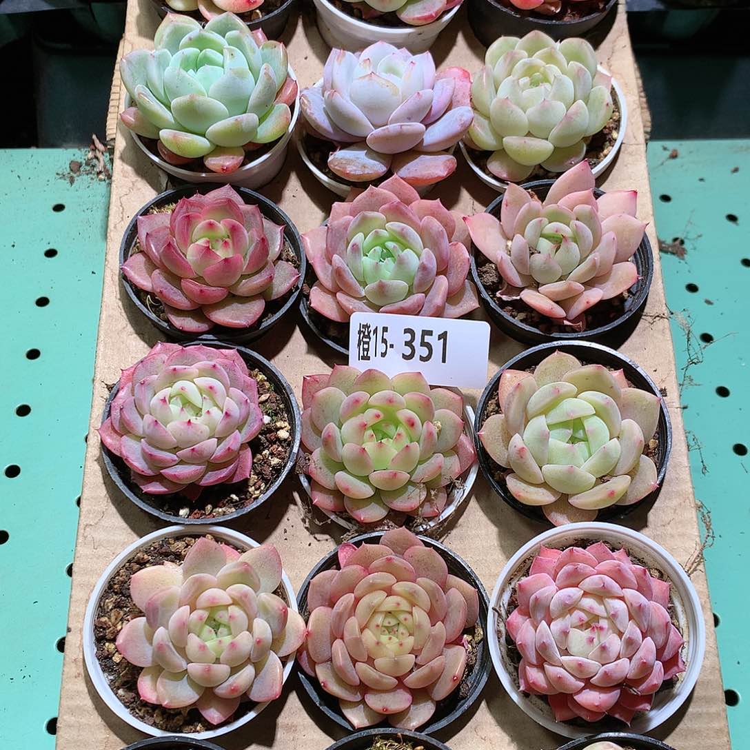 15-351一物一拍带盆18颗