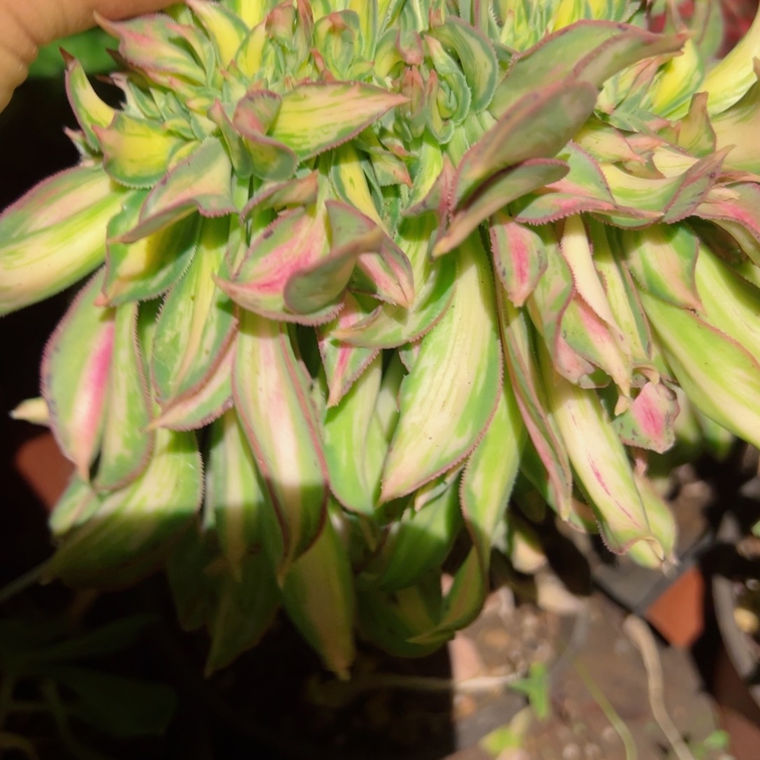 942 号多肉法师植物新年福利