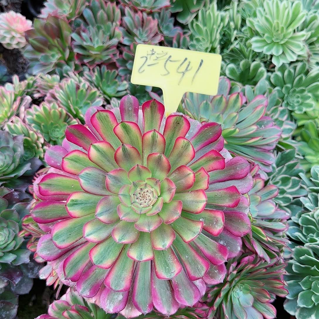 2-541---祝融多头多肉