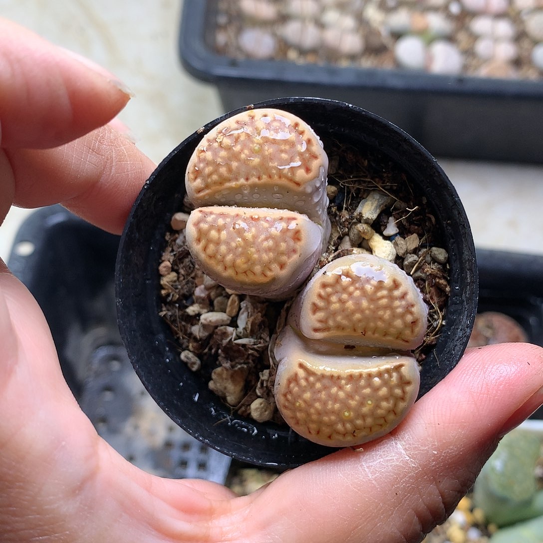 D438多肉植物保护