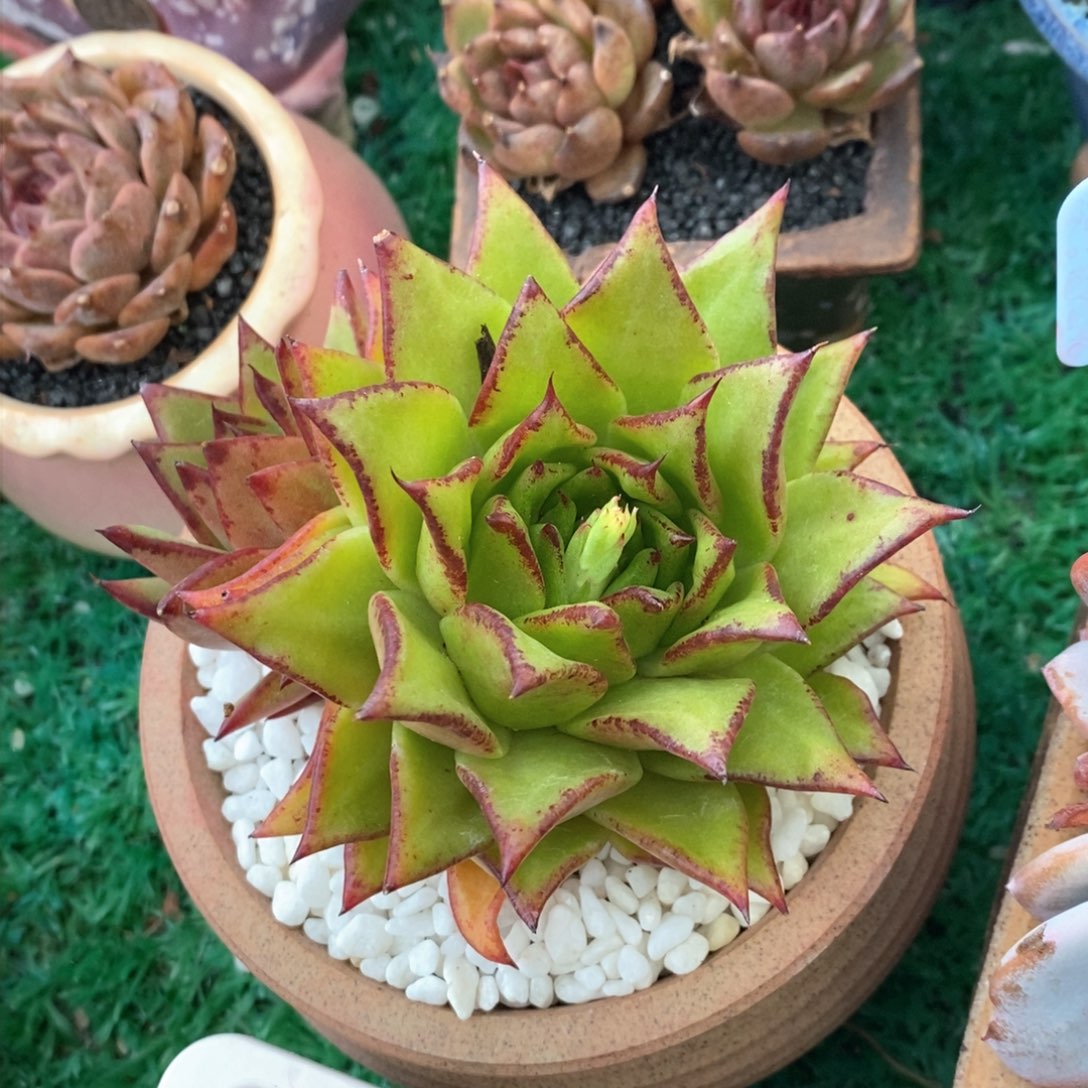 多肉植物盆栽多肉植物