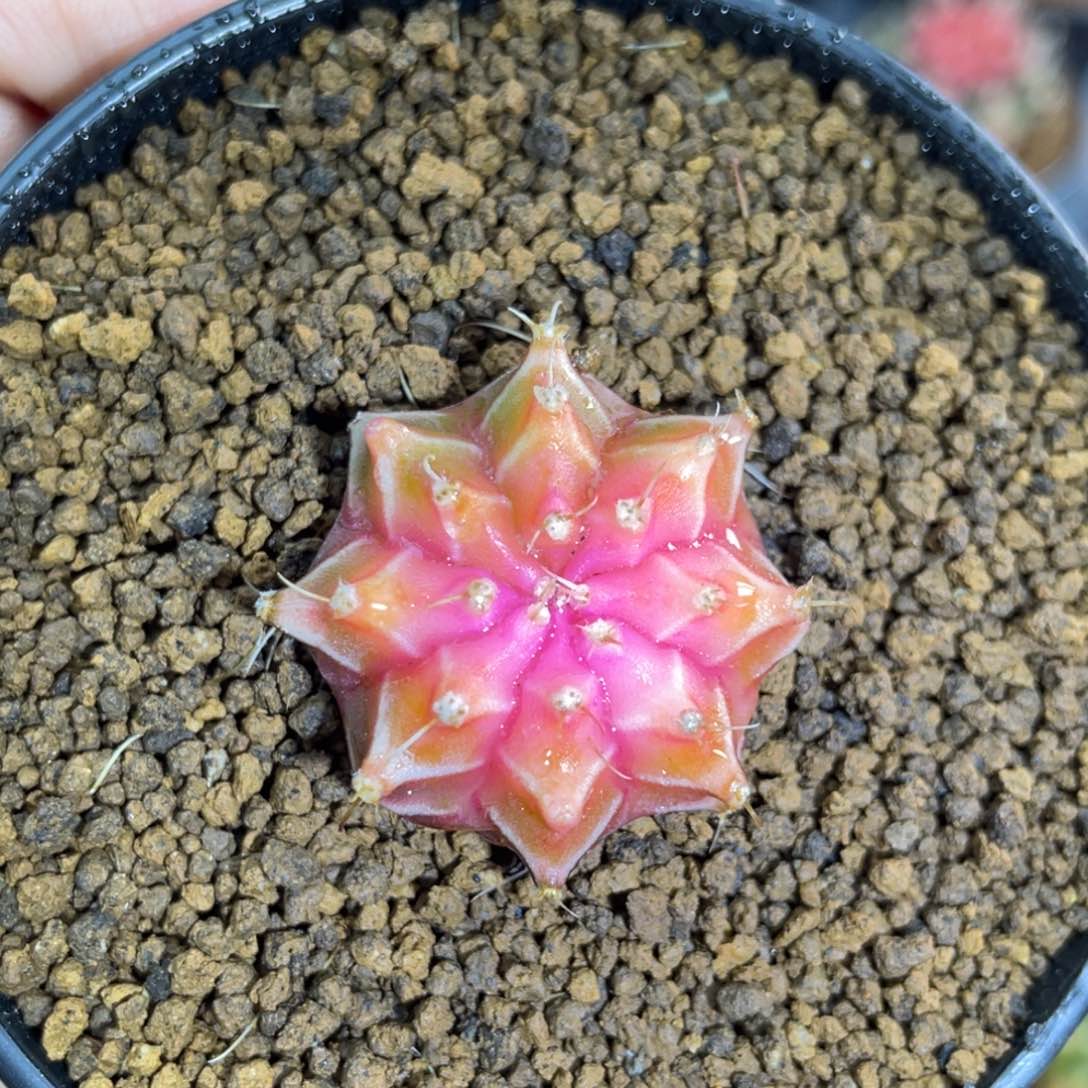 米哈星球000000000102