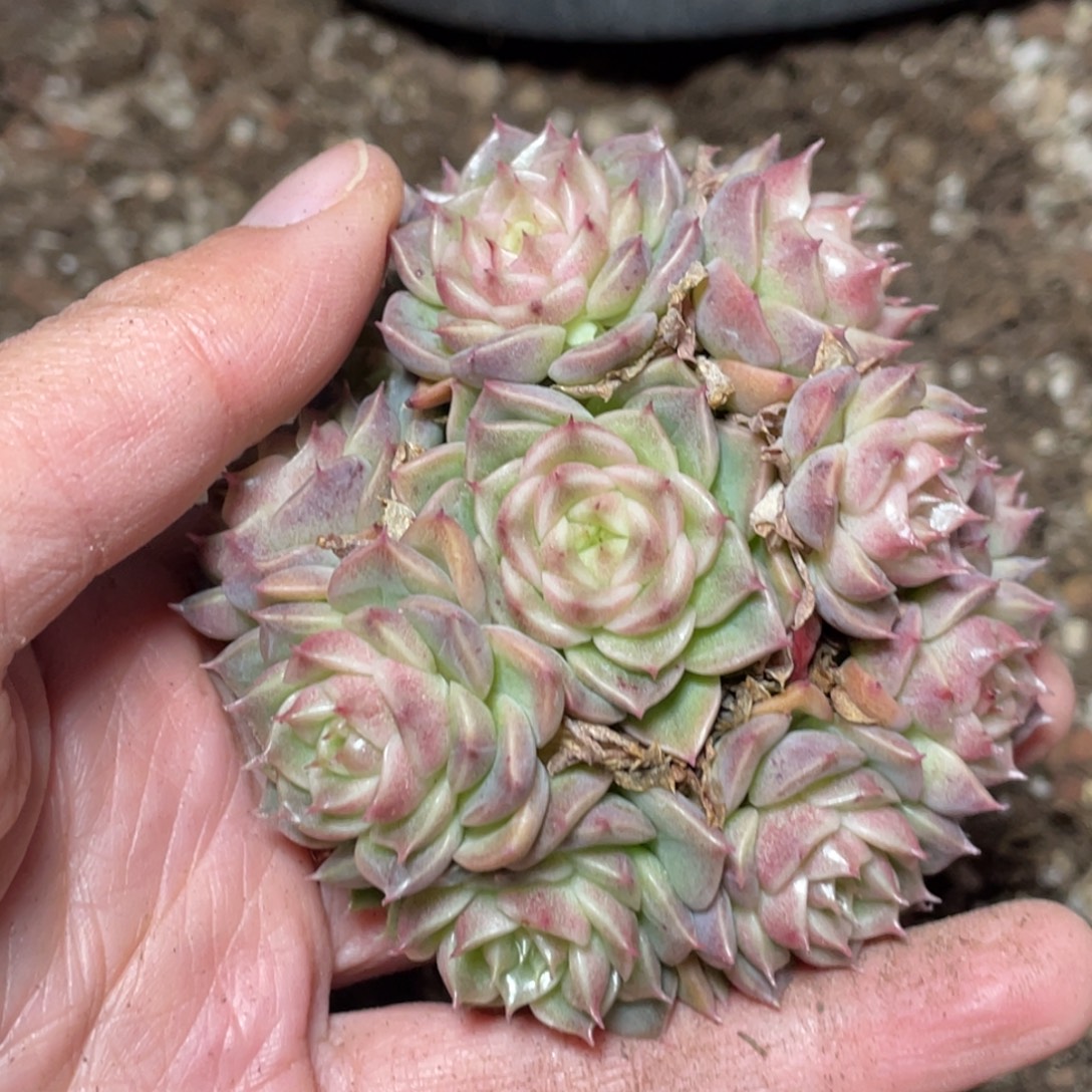 蓝***泪麦秆群生宝贝专拍