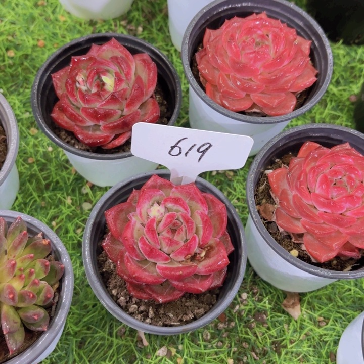 喜*东我的小可爱们都好可爱