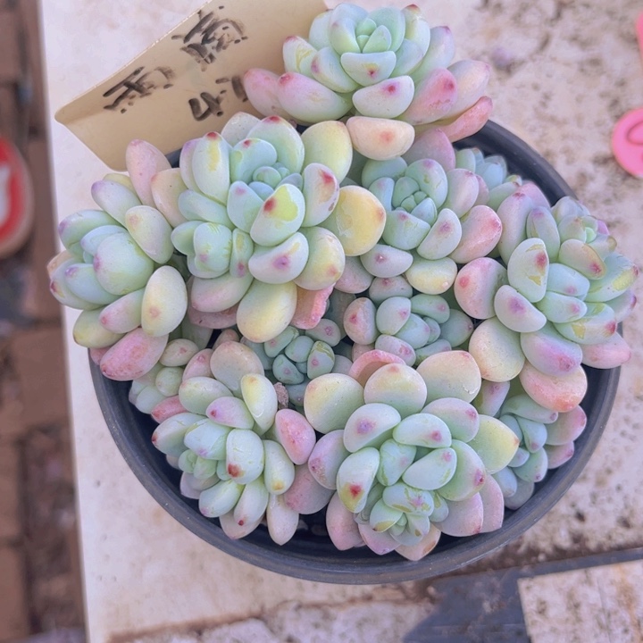 健健康康平平安安