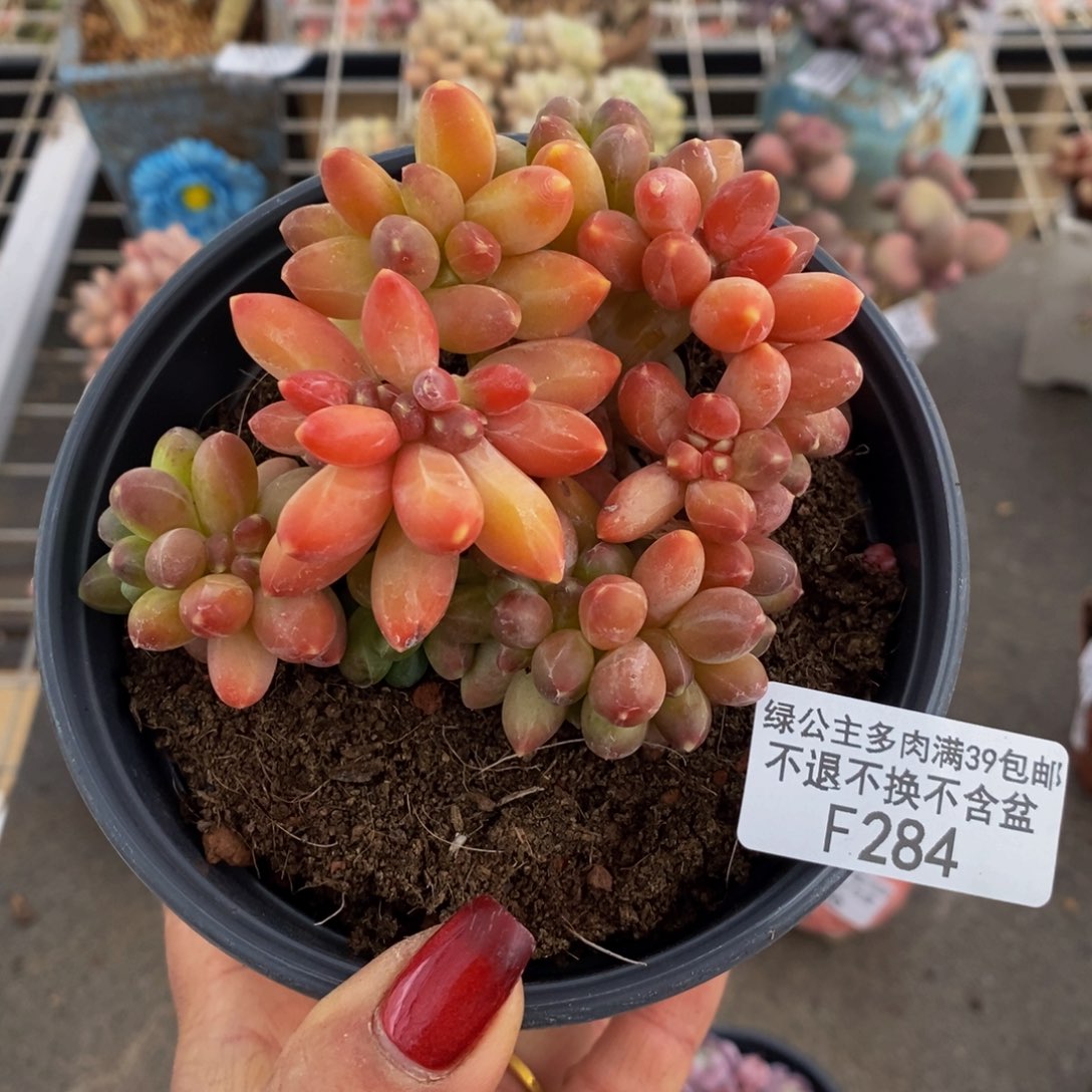 香蕉树284/10cm多肉