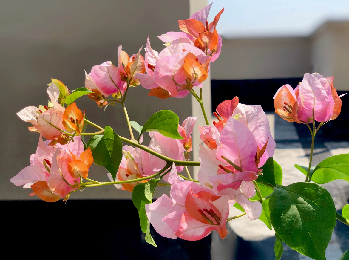 {橙口红} 原生盆苗 爬藤飘枝垂吊