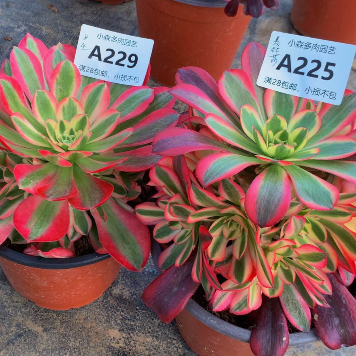 【闪购商品】229女巫225美杜莎多肉