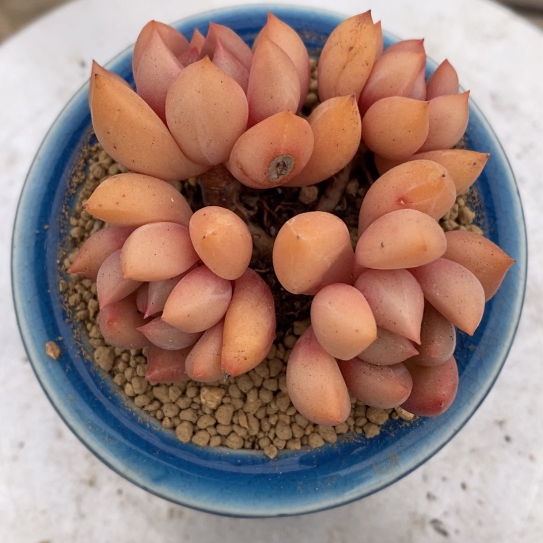 可问主播品种，下滑链接更多品种多肉植物选择