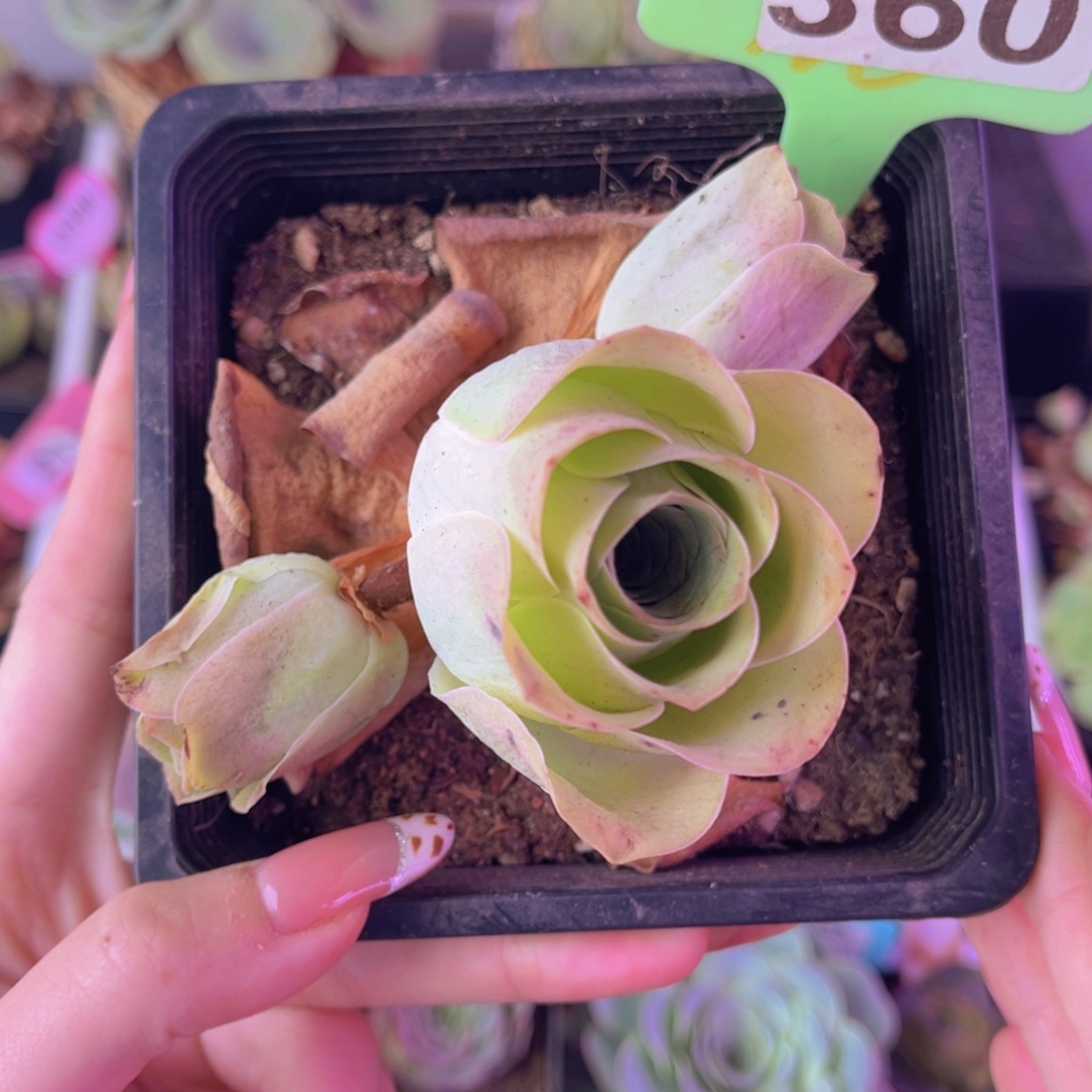 单品一物一拍360号