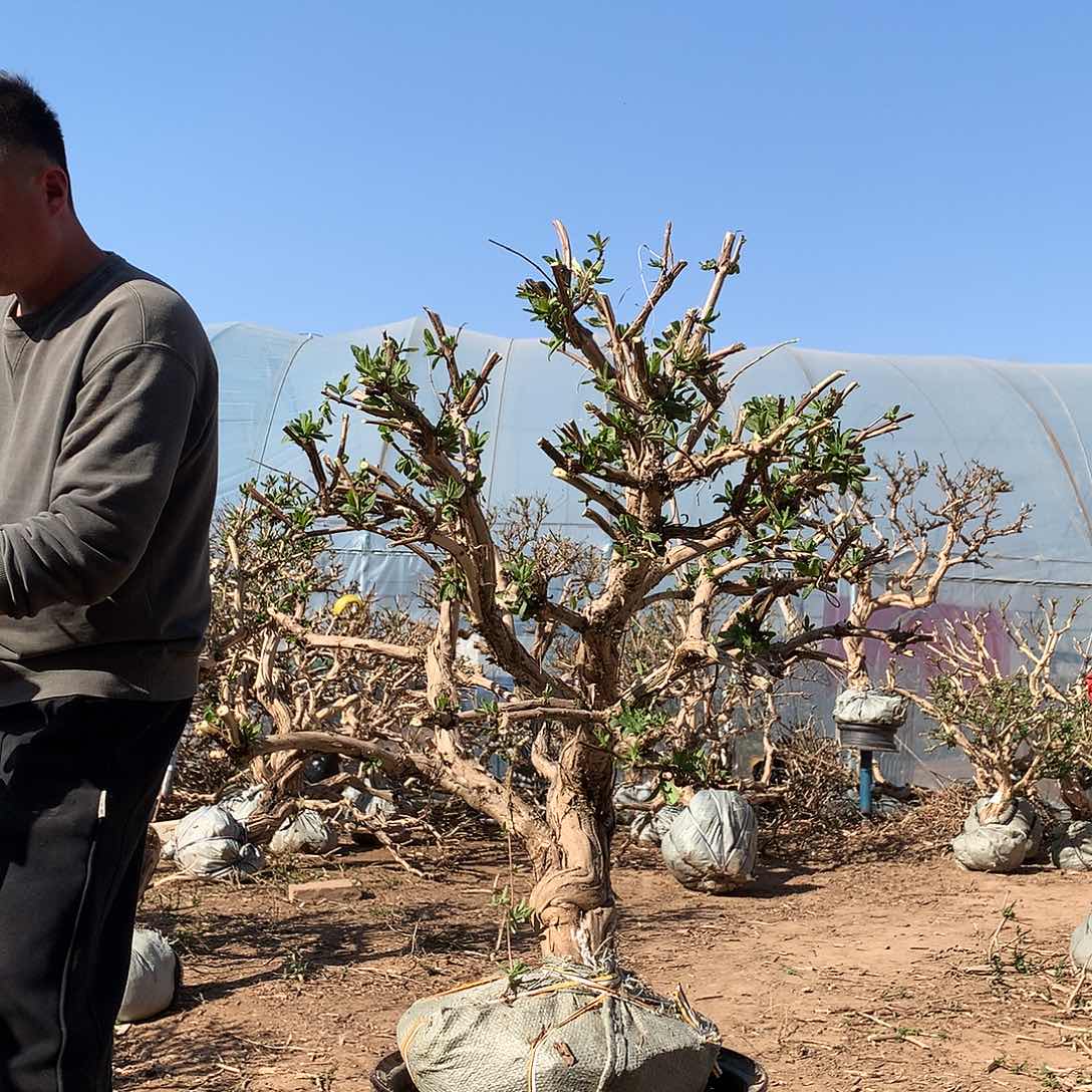 金银花7555598655686