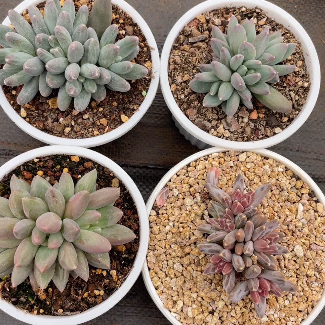 姐姐说她真的不是一般