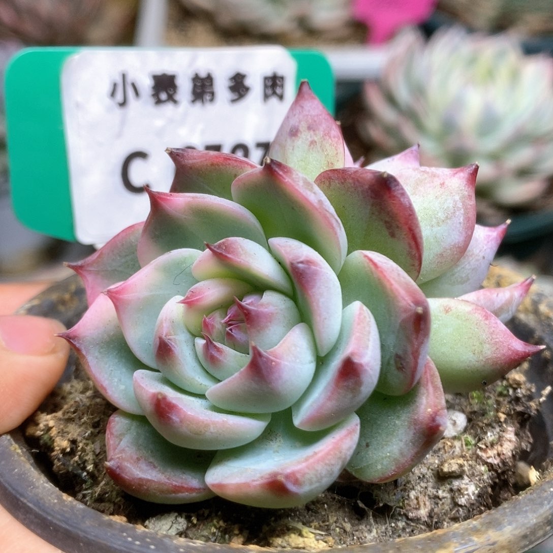 C727锦锦锦锦锦锦锦