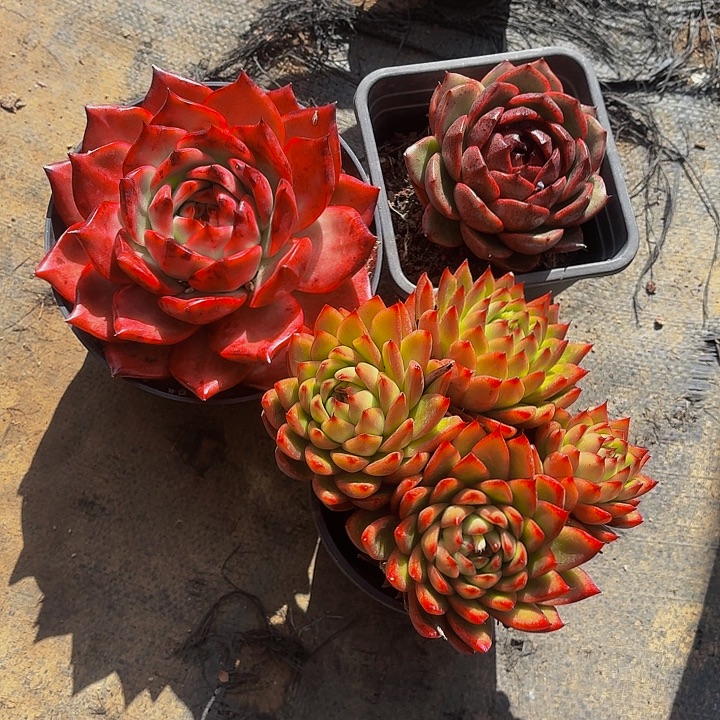 明***姐丽娟花卉红水晶红砖东云3颗