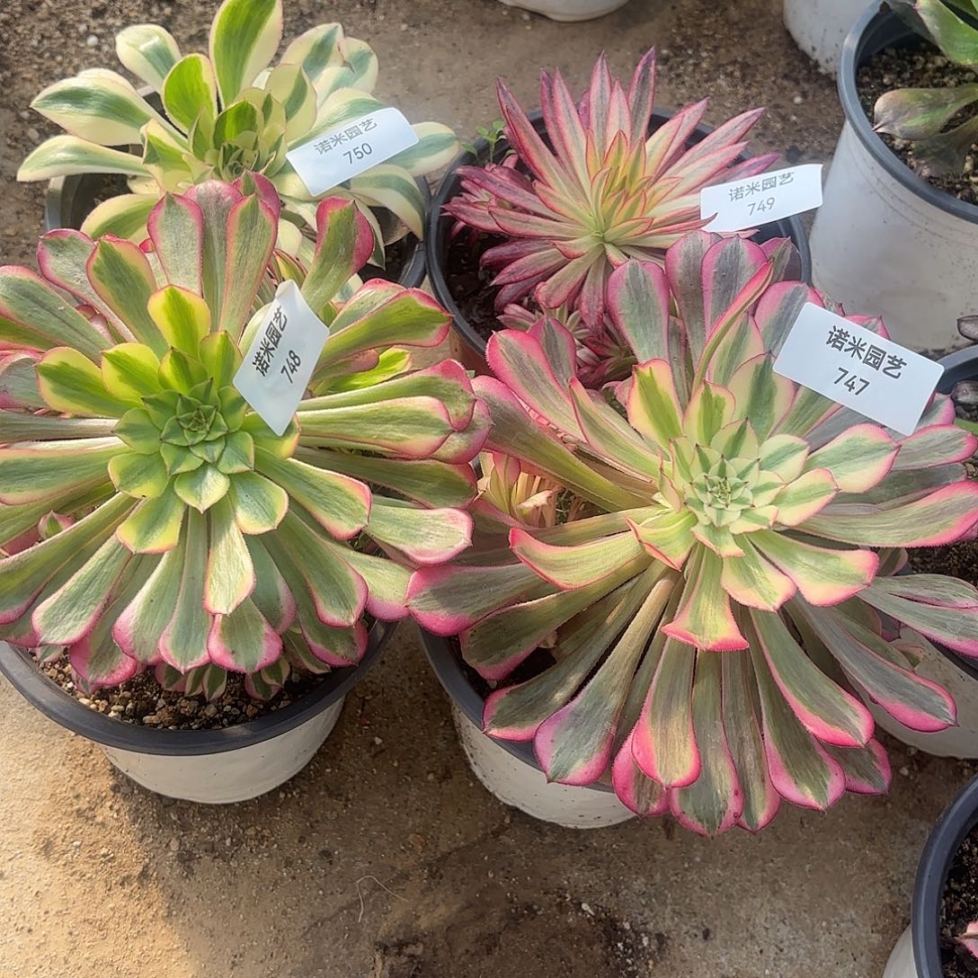 四颗多肉植物747-750