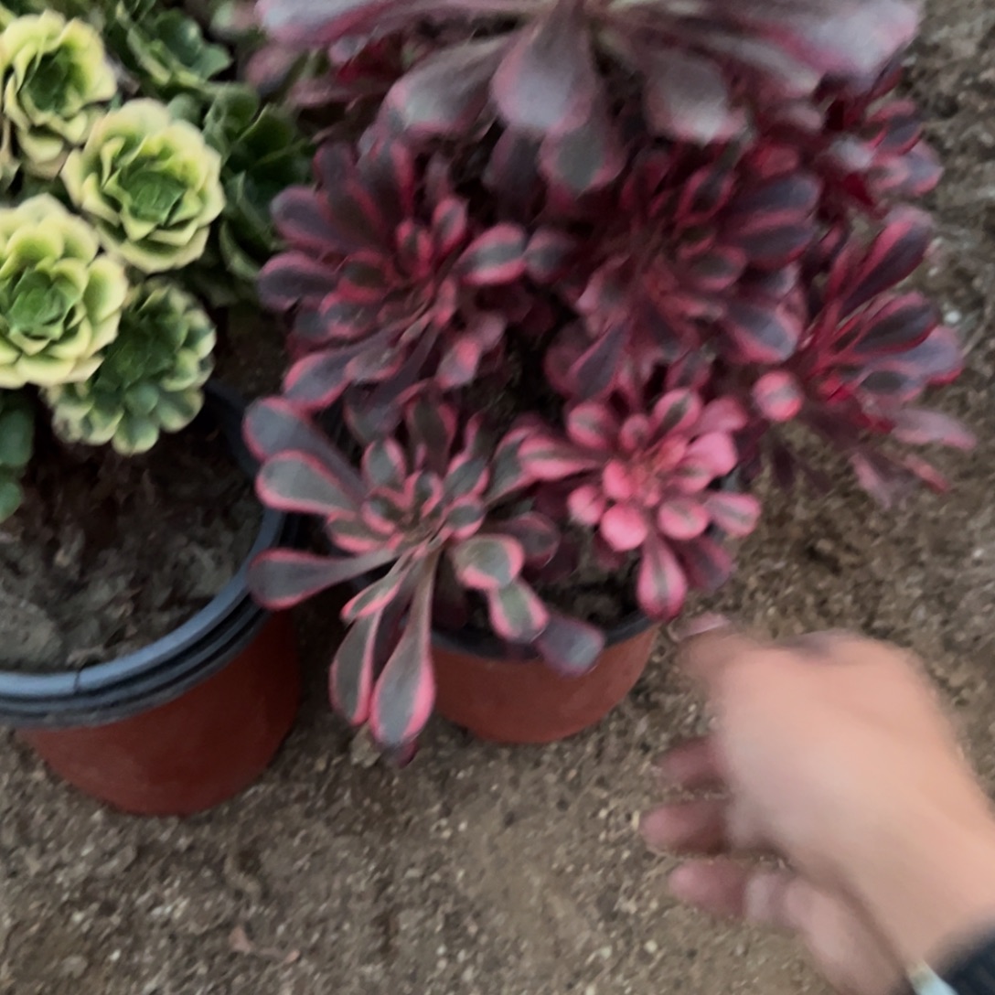 法***草181香内儿多肉植物法师多肉