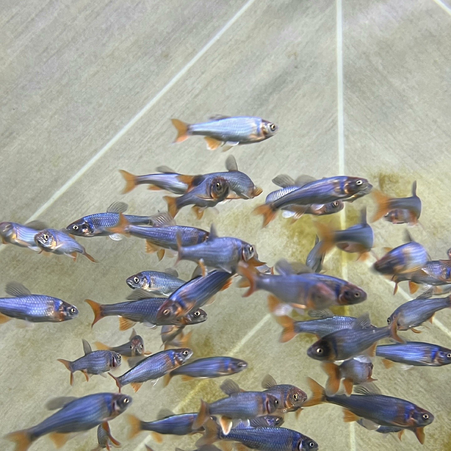 彩虹精灵原生鱼冷水鱼彩虹精灵耐低温群游溪流鱼北美原生鱼冷水