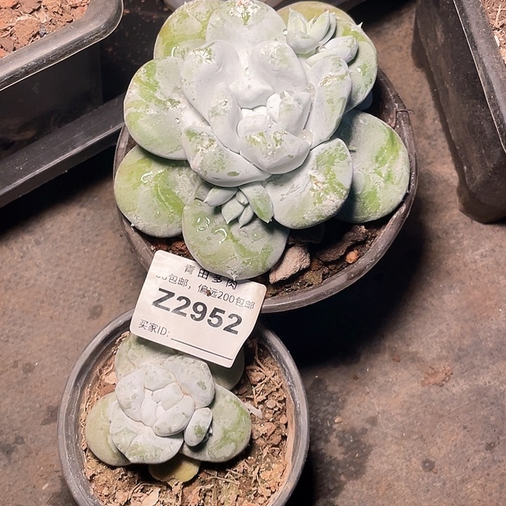 小鹿多肉一物一拍2952