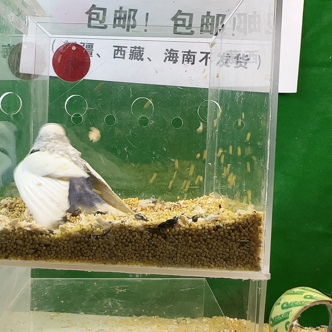 虎皮鹦鹉大头鹦鹉