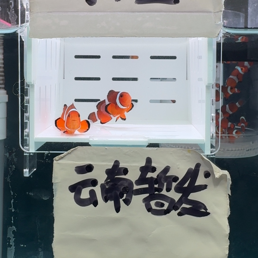 海水鱼4.5+配4.5精品黑边公子一对