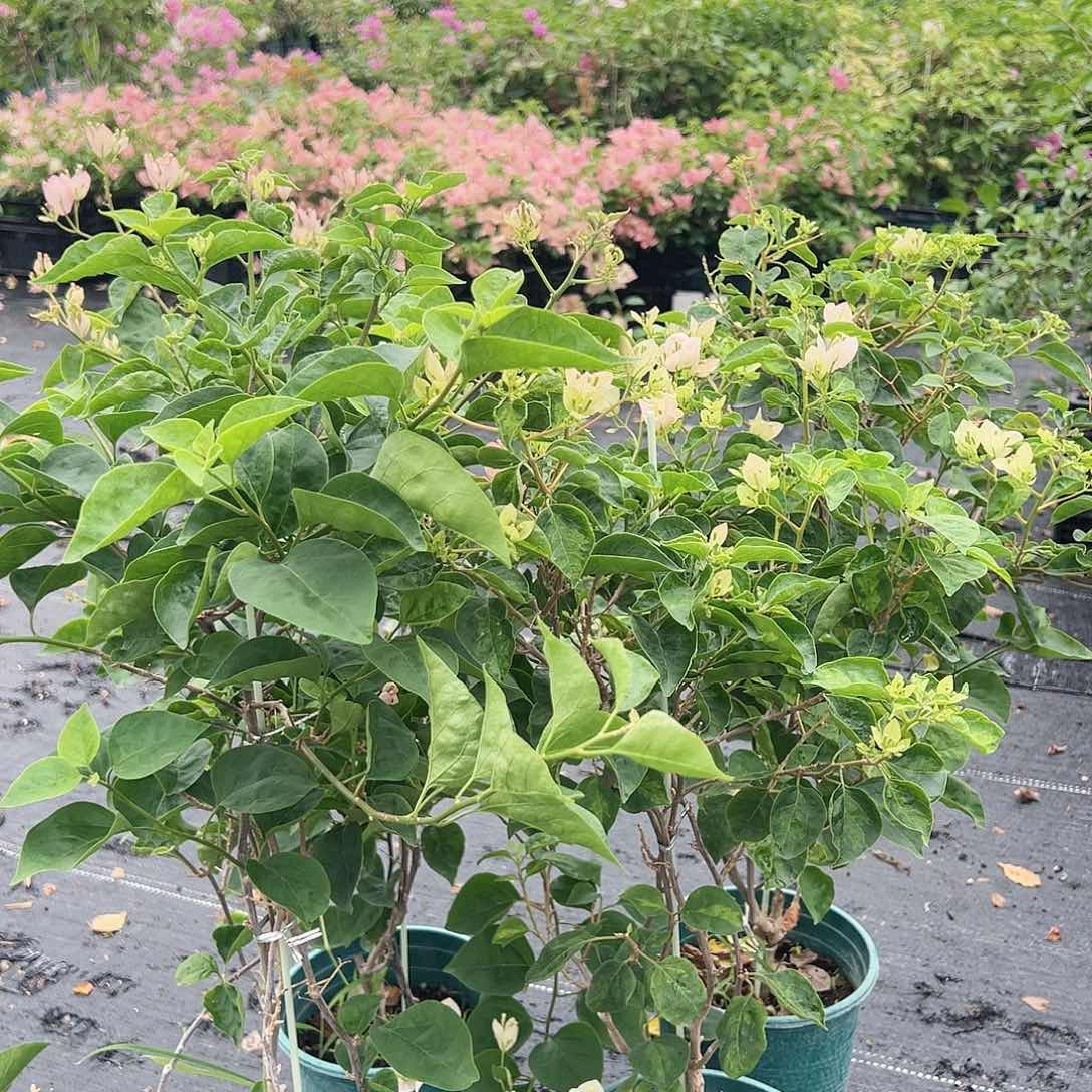 当前无花栽培后可以开花五宝一棵