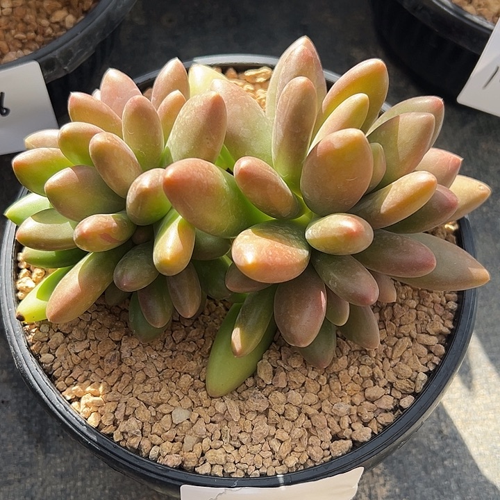 123110 芒果奶群生无砍多头