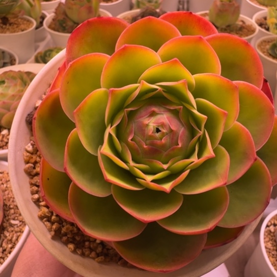 基因优选山地玫瑰，基因优秀