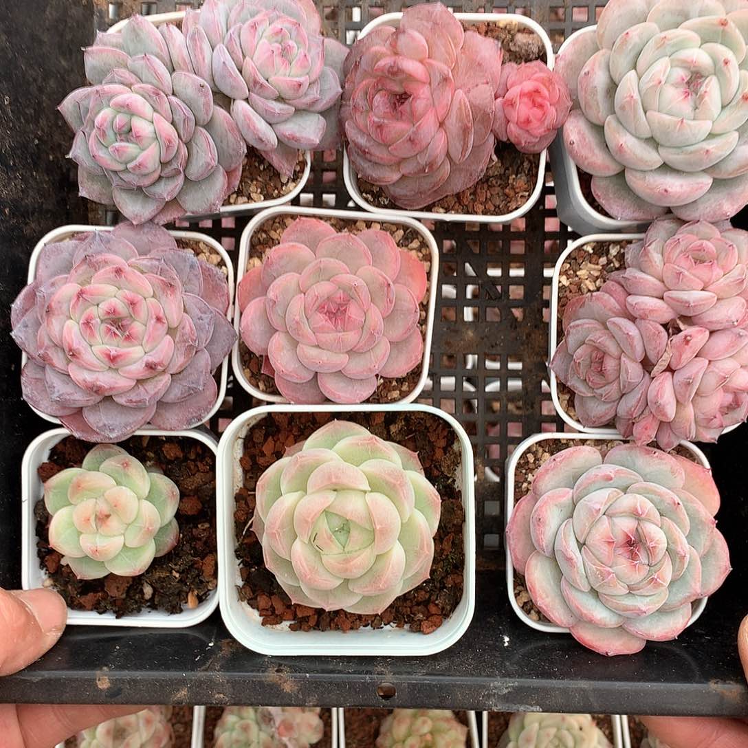 杂交糖心珍妮9颗21号