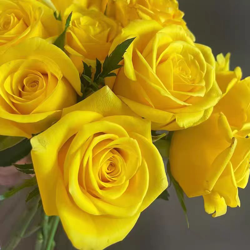 契机月季花苗开花特大花黄玫瑰花室内台四季盆栽花卉植物树绿