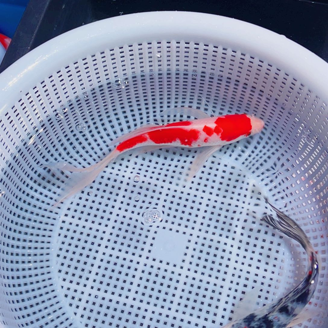 锦鲤锦鲤观赏鱼11111