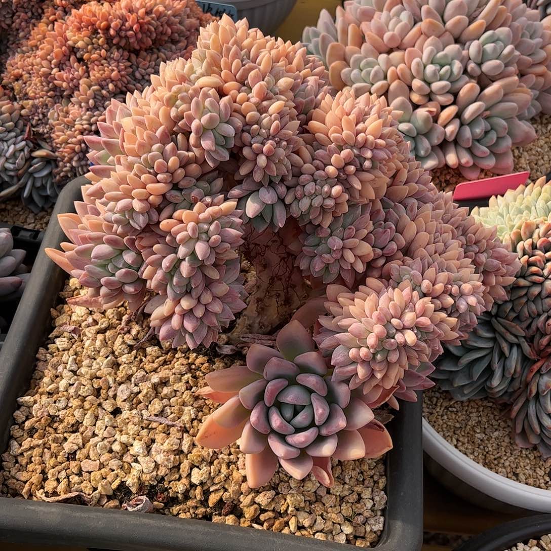 补差价的链接的链接