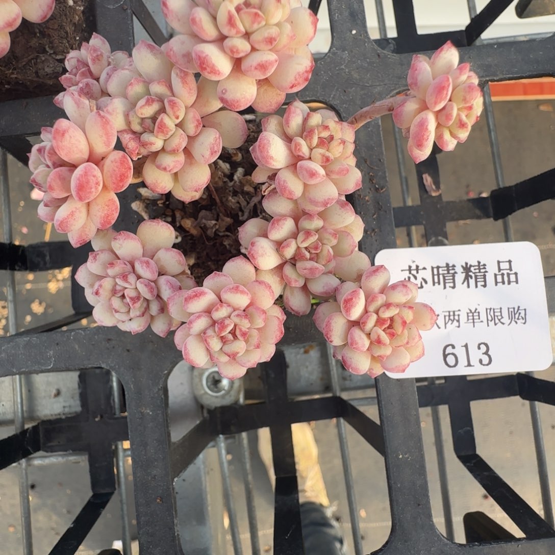 闪购精品多肉613号