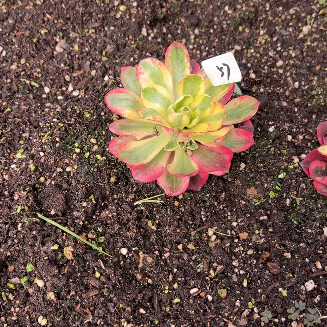 57如意一颗带崽9.9多肉