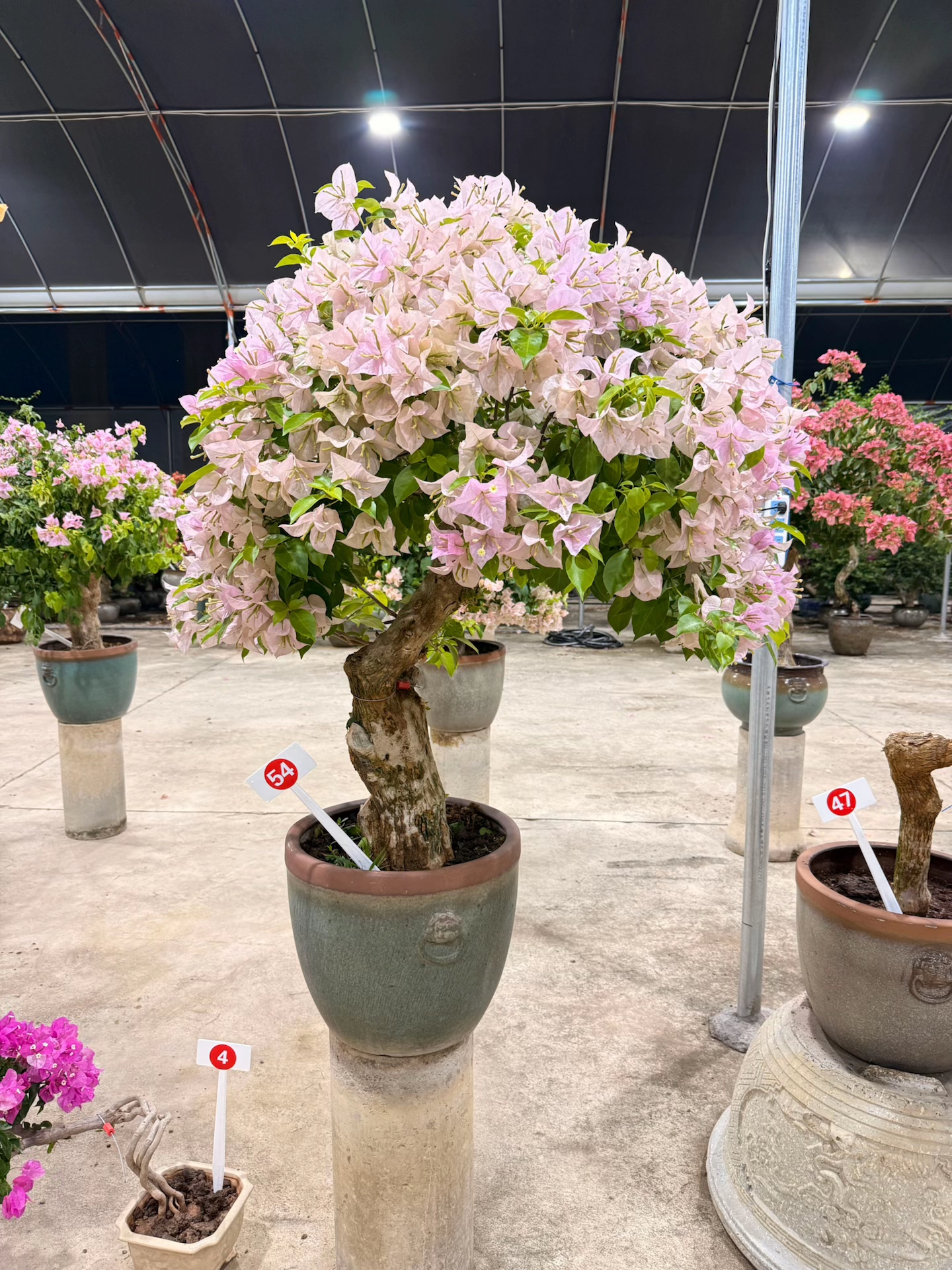 粉天使三角梅盆景老桩一物一拍